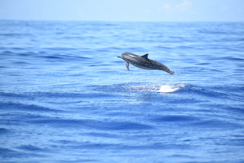Sortie en mer pour dire bonjour aux dauphins
